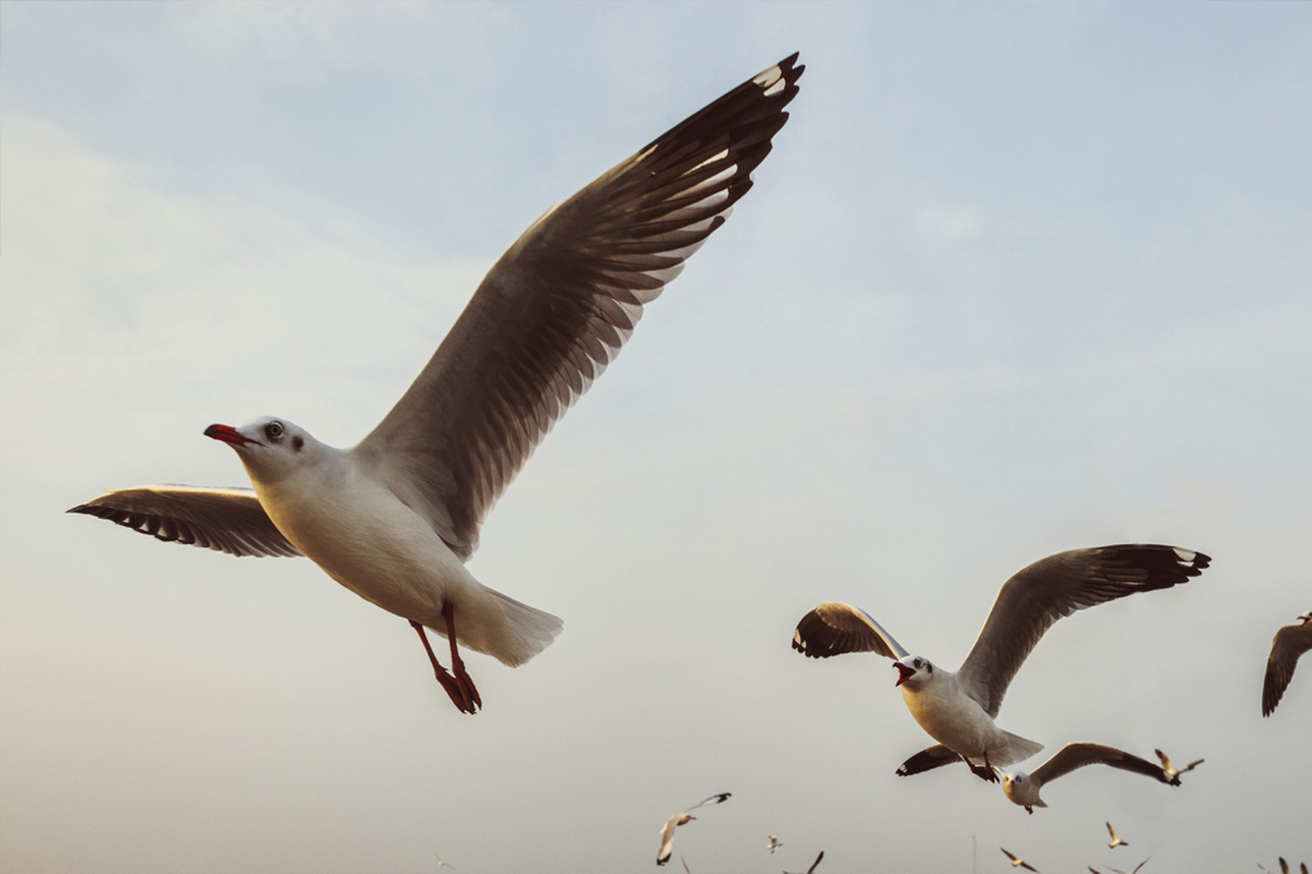 Header Image