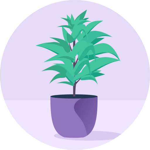 Dracena Package